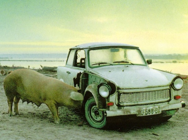 A pig eats a Trabant car